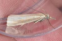 Agriphila straminella