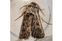 Tholera decimalis