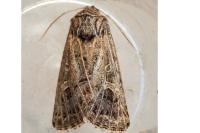Tholera decimalis