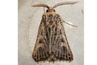 Tholera decimalis
