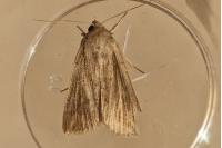Mythimna riparia