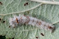 Gastropacha quercifolia