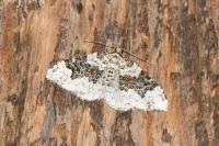 Epirrhoe galiata