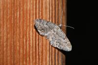 Eupithecia pusillata