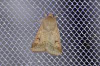 Helicoverpa armigera