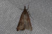 Synaphe punctalis