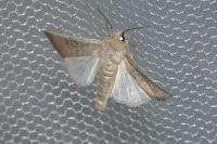 Hoplodrina ambigua