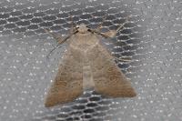 Hoplodrina ambigua
