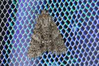 Acronicta rumicis