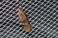 Nomophila noctuella