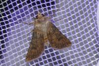 Agrotis segetum