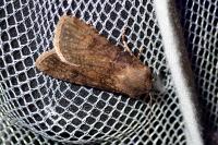 Agrotis segetum