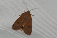 Noctua pronuba