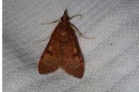 Uresiphita gilvata