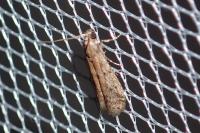 Ephestia woodiella/parasitella/elutella