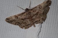 Peribatodes rhomboidaria rhomboidaria