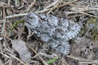 Acronicta auricoma