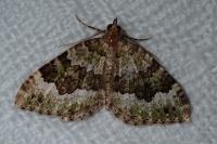 Colostygia olivata