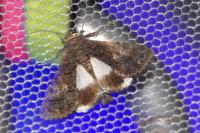 Aedia leucomelas