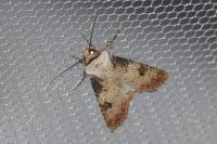 Agrotis puta
