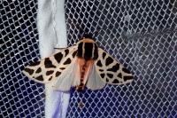 Cymbalophora pudica