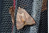Noctua janthe/janthina