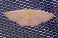 Cyclophora puppillaria