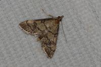 Metasia cuencalis bourgognei