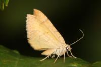 Camptogramma bilineata