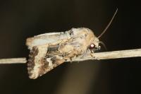 Luperina dumerilii