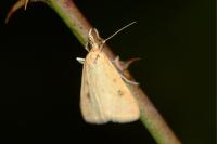 Udea numeralis