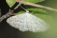 Idaea seriata