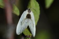 Cilix glaucata