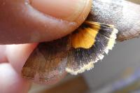 Noctua janthe/janthina