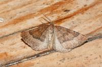 Larentia clavaria