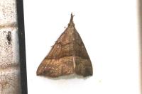 Hypena proboscidalis