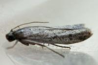 Phycitodes