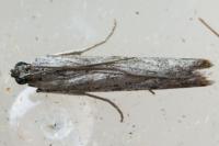 Phycitodes