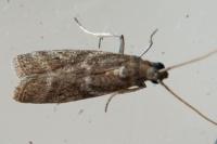Cryptoblabes gnidiella