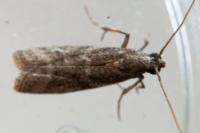 Cryptoblabes gnidiella