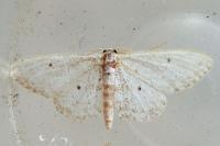 Idaea seriata