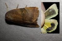 Noctua janthina