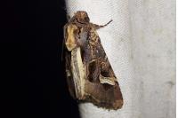 Trigonophora flammea