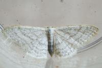 Idaea subsericeata