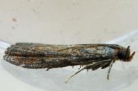 Isauria dilucidella