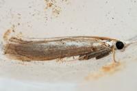 Agriphila geniculea