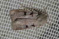 Eugnorisma glareosa