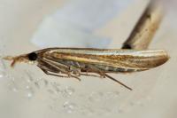 Agriphila selasella/tristella