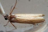 Oncocera semirubella