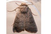 Hoplodrina ambigua/blanda